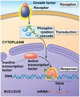 Growth factor signaling leading to gene expression
