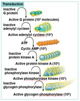 Amplification of signal transduction pathways