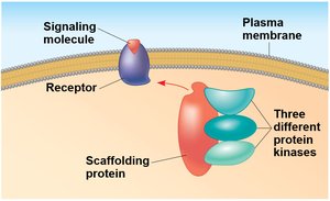 Scaffolding protein organizing kinases in a signaling pathway