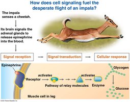 Diagram showing how cell signaling fuels the flight of an impala