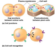 Cell junctions and cell-cell recognition in animal and plant cells
