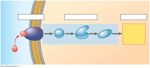 Diagram of the three stages of cell signaling: reception, transduction, response
