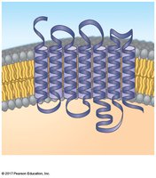 Structure of a G protein-coupled receptor in the membrane