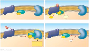 Steps in G protein-coupled receptor signaling