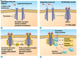 Activation of receptor tyrosine kinases and downstream signaling