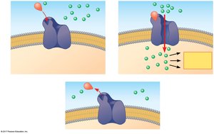 Ligand-gated ion channel opening and closing