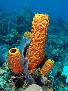 Marine sponges
