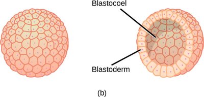 Blastula structure