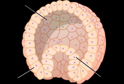 Gastrula structure
