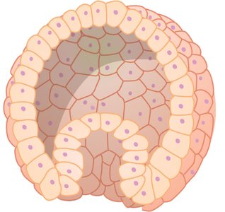 Gastrulation diagram