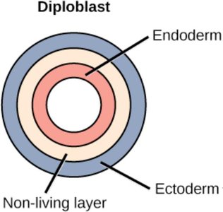 Diploblast germ layer diagram