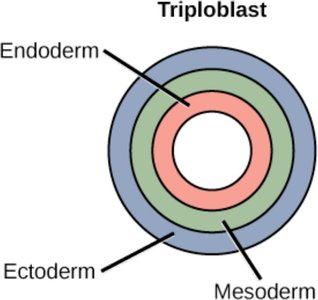 Triploblast germ layer diagram