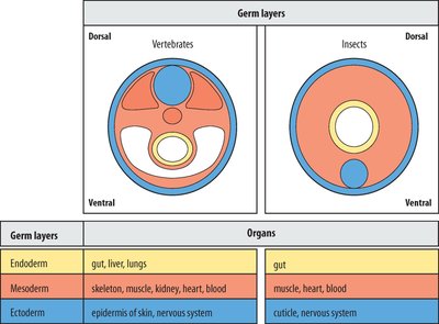 Germ layers and organ development table