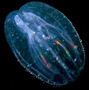 Ctenophore