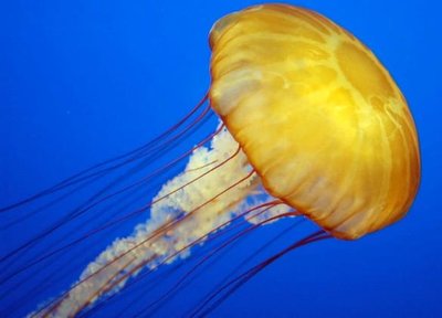Jellyfish