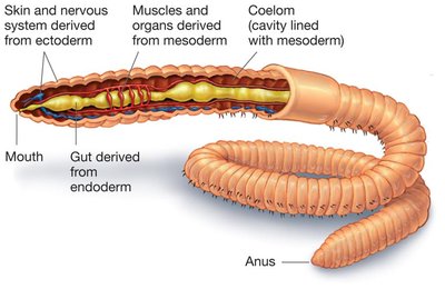 Tube within a tube body plan