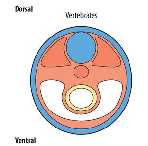 Coelom diagram