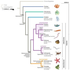 Animal phylogenetic tree