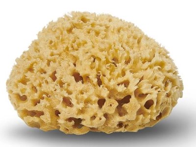 Sponge structure