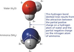 Hydrogen bond between water and ammonia molecules