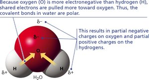 Polarity of water molecule due to unequal sharing of electrons
