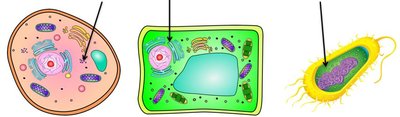 Nucleus in animal, plant, and bacterial cells