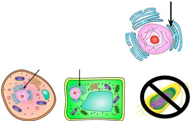 Ribosomes in animal, plant, and bacterial cells