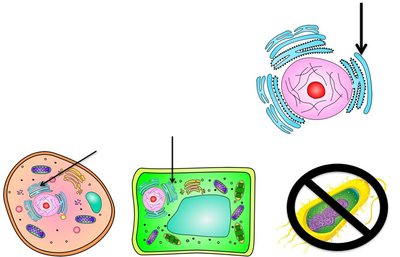 Rough and smooth ER in cells