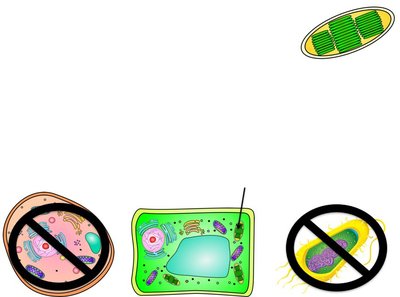 Chloroplast in plant cell