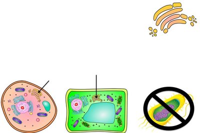Golgi apparatus in cells