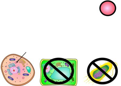 Lysosome in animal cell
