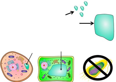 Vacuole in plant and animal cells