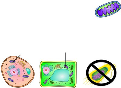 Mitochondria in cells