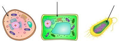Cytoplasm in cells
