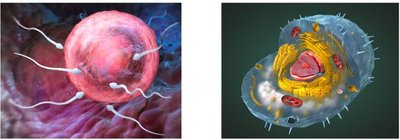Nucleolus in cells