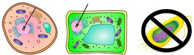 Centrioles in animal cell