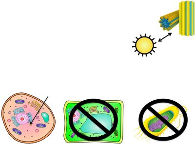 Labeled animal cell diagram