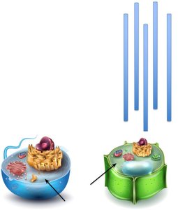 Cytoskeleton in animal cell