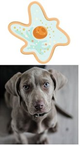 Unicellular and multicellular organism examples