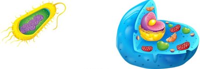 Prokaryotic and eukaryotic cell comparison
