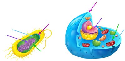 Labeled prokaryotic and eukaryotic cells