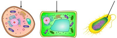 Cell wall in plant, animal, and bacterial cells