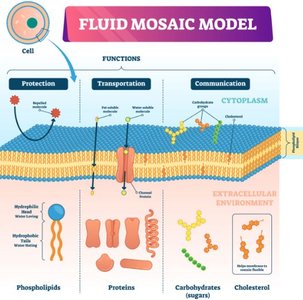 Fluid mosaic model of the cell membrane