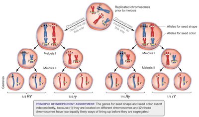 Meiosis and independent assortment