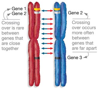 Crossing over between genes on a chromosome