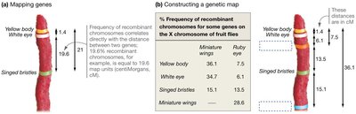 Genetic mapping using recombination frequencies