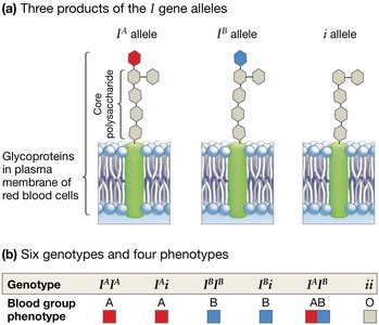 ABO blood group alleles and phenotypes