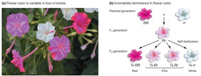 Incomplete dominance in flower color