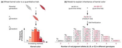 Quantitative inheritance in wheat kernel color