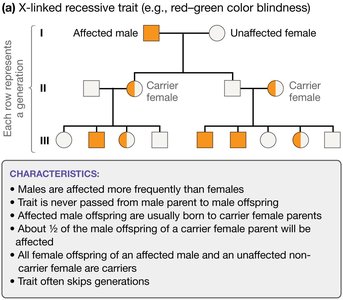 Pedigree for X-linked recessive trait